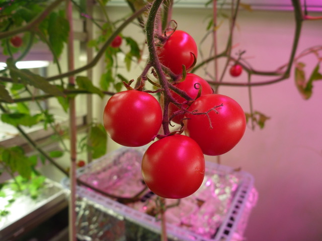 真っ赤で丸いミニトマトが5つ。いかにもおいしそうになっている。